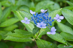 雨の紫陽花 ④
