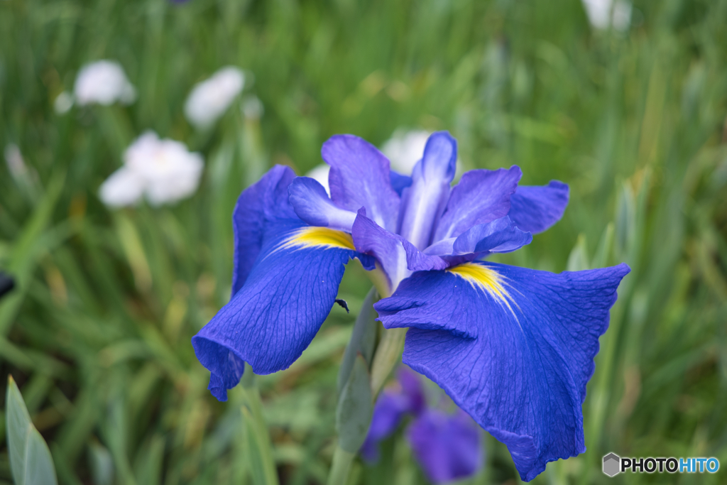 花菖蒲園 散策 ④
