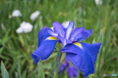 花菖蒲園 散策 ④