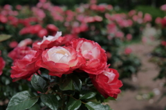 続・薔薇園散策 ③