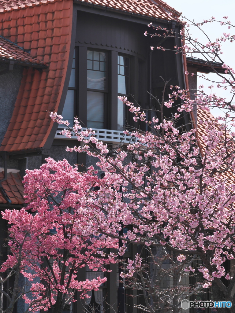 桜と大正ロマン ③