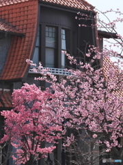 桜と大正ロマン ③