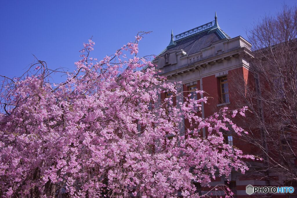 市政資料館／遅咲きの桜 ③