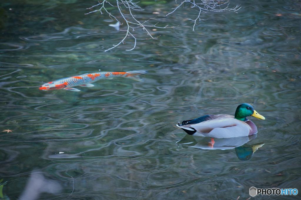 徳川園のお正月 2026 ④