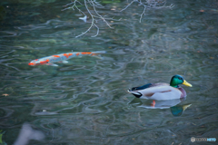 徳川園のお正月 2026 ④