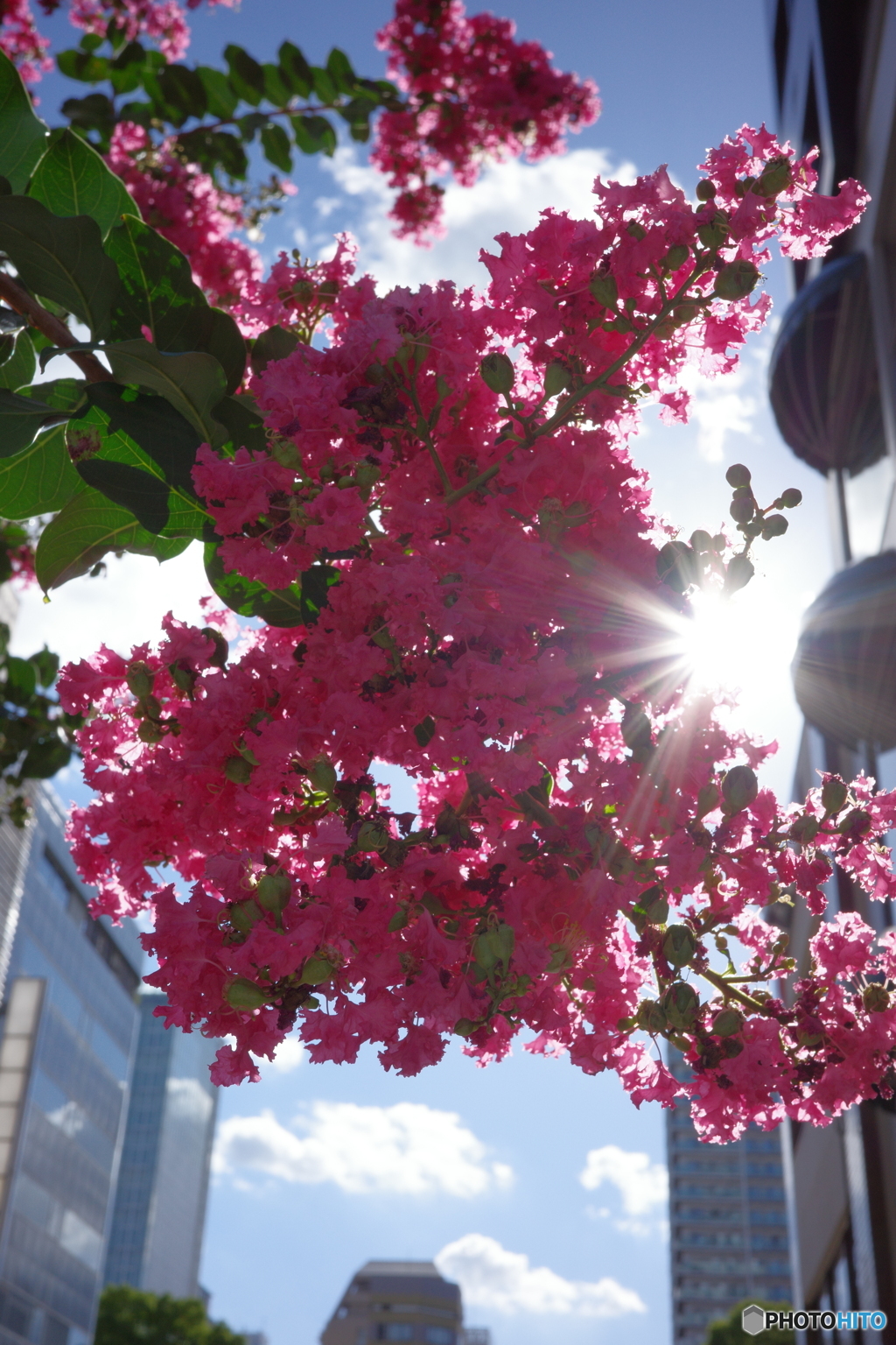 暑さに負けない百日紅 ①