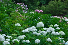 紫陽花の丘③