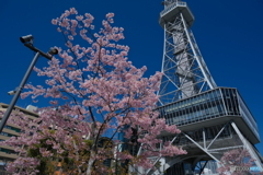 早咲きの桜とテレビ塔 ②