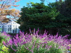 光あふれる庭 ①