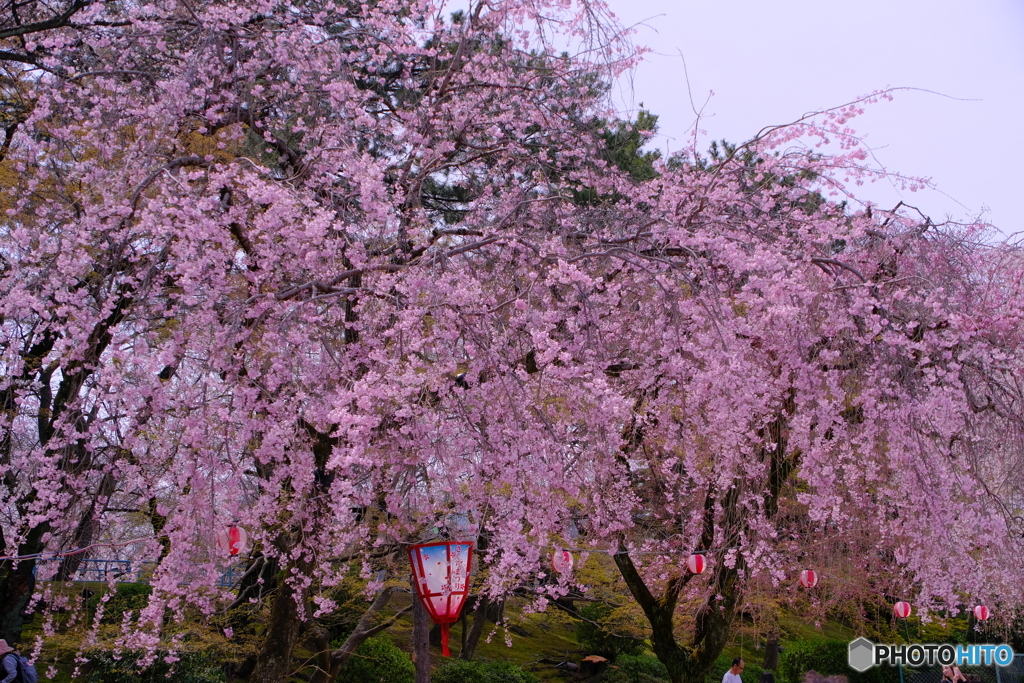 桜 × 名古屋城 　さくらまつり ①