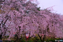 桜 × 名古屋城 　さくらまつり ①