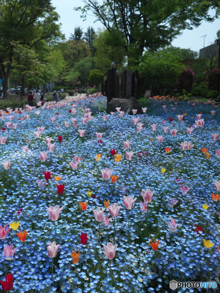 春の公園散策１