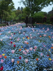春の公園散策１