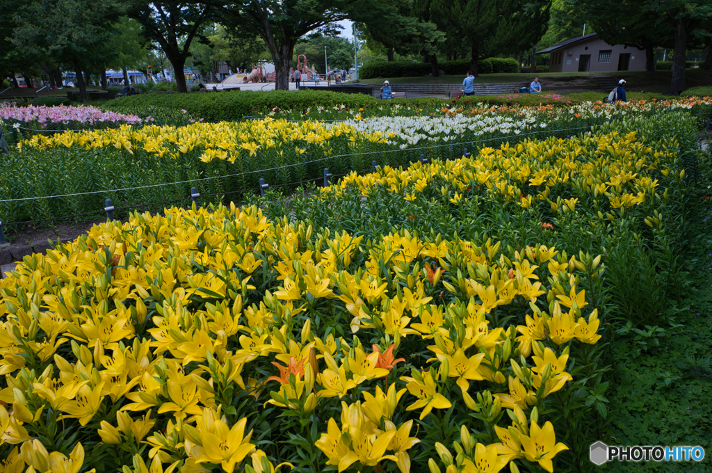 千種公園の百合 2025 ⑥