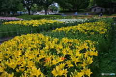 千種公園の百合 2025 ⑥