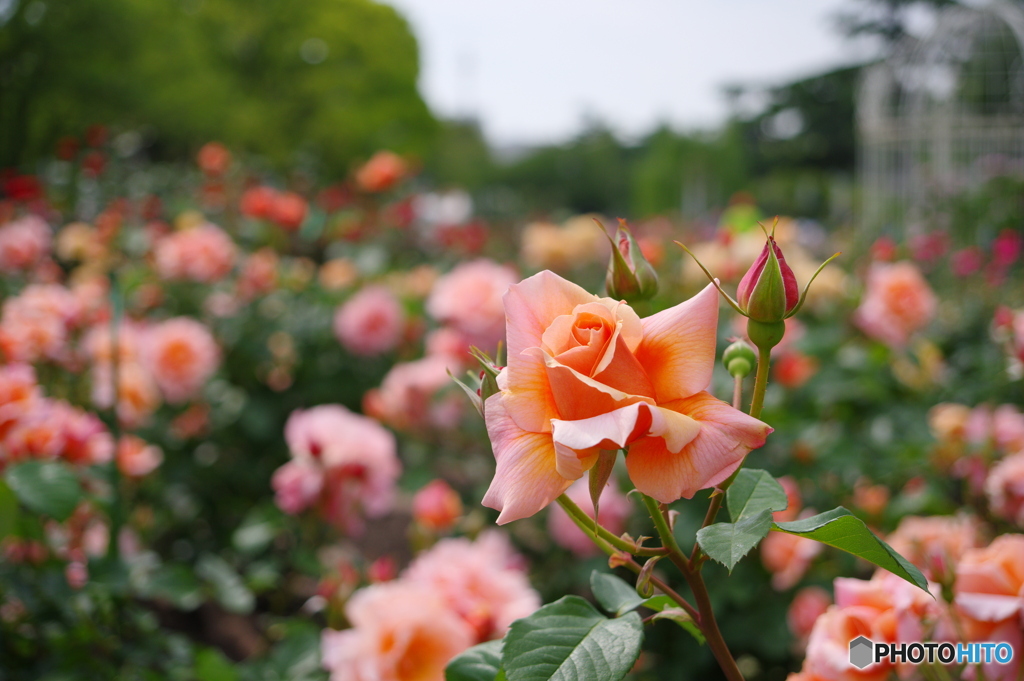 鶴舞公園の薔薇②