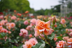 鶴舞公園の薔薇②