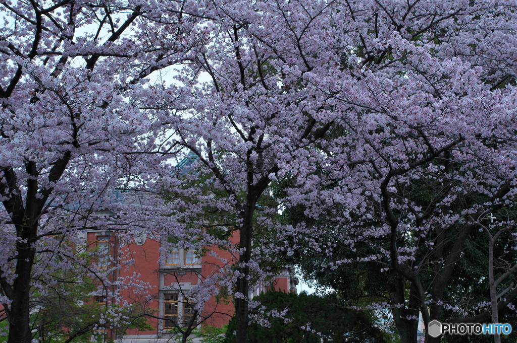 桜色の街 ⑧