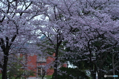 桜色の街 ⑧