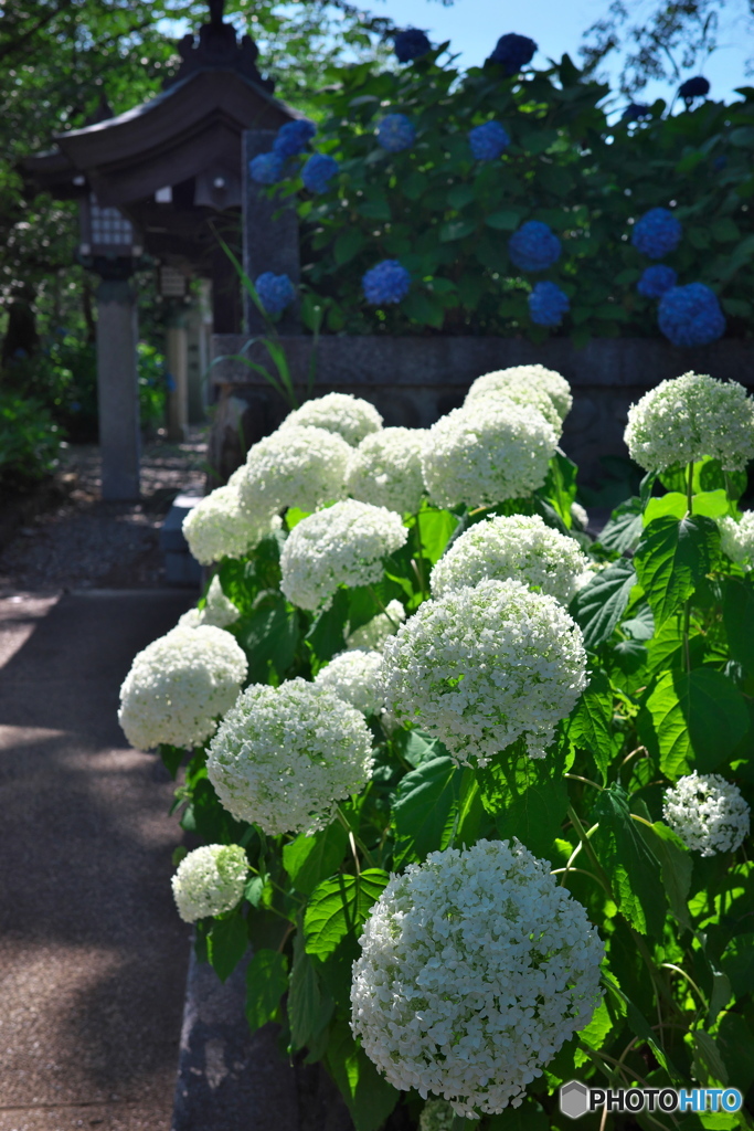 紫陽花の散歩道 ⑥