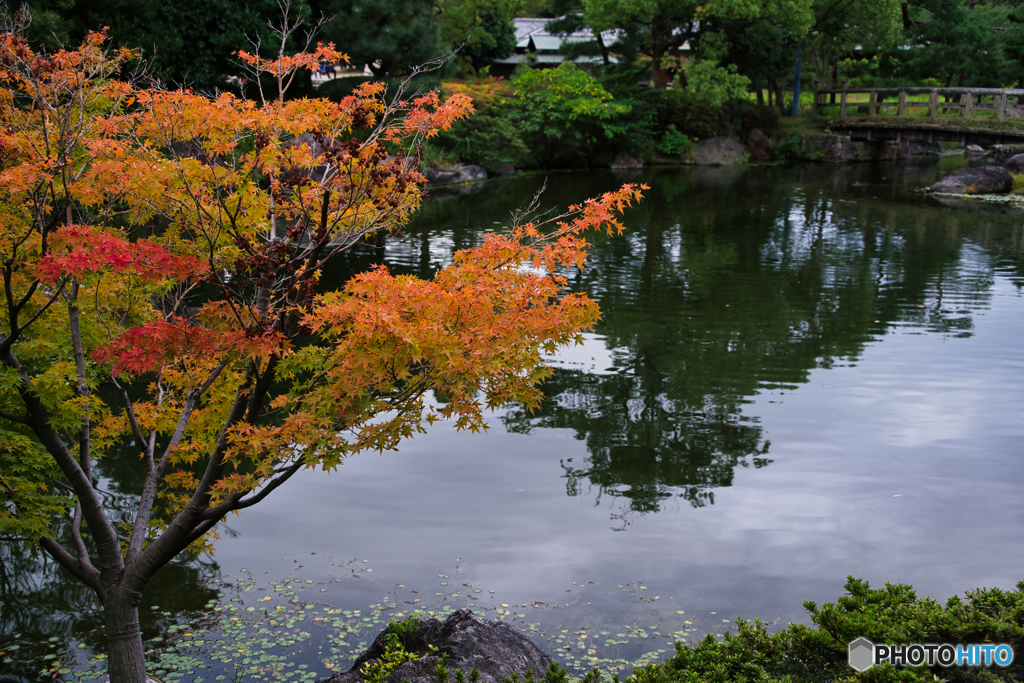 初秋の白鳥庭園 ①