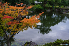 初秋の白鳥庭園 ①