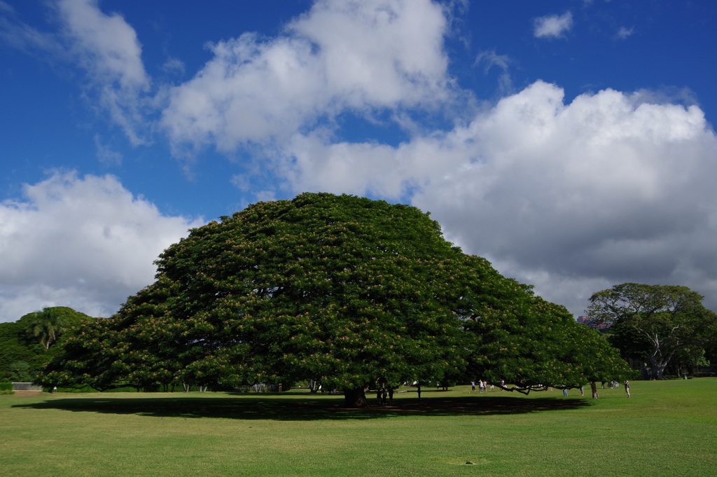 この木、何の木