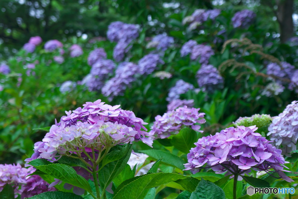 紫陽花の丘⑨