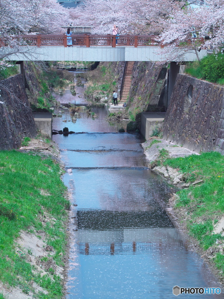 川面に散る桜 ④