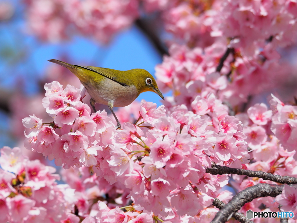 メジロと大寒桜 ①