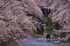 五条川 桜と「のんぼり洗い」 ④