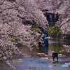 五条川 桜と「のんぼり洗い」 ④