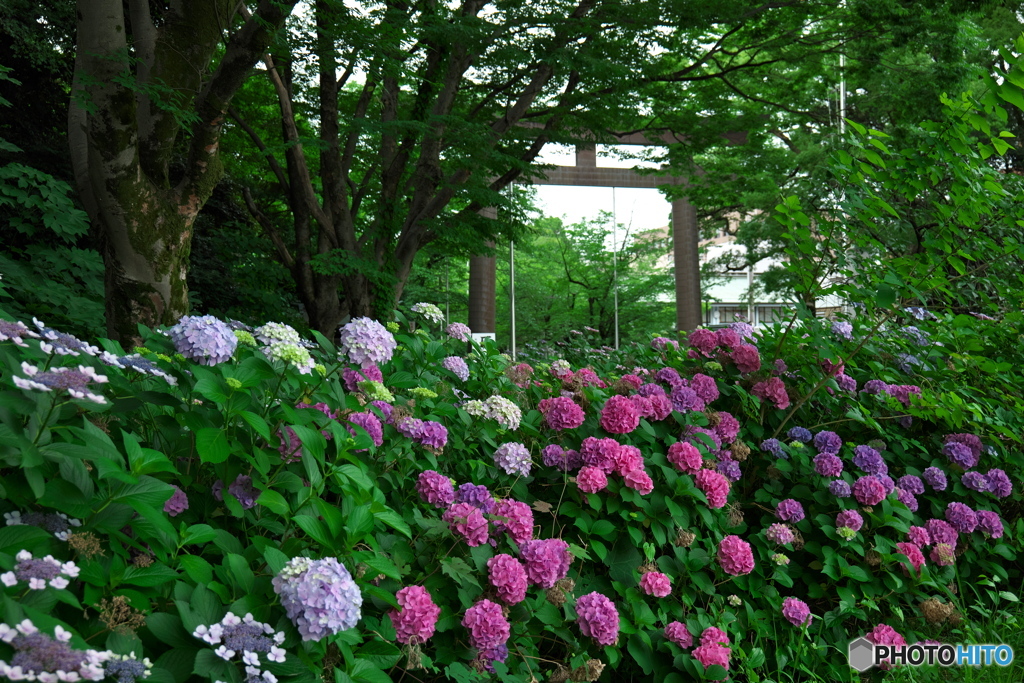 護国神社の紫陽花 ③