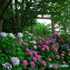 護国神社の紫陽花 ③