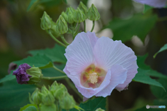 鶴舞公園 芙蓉 ②