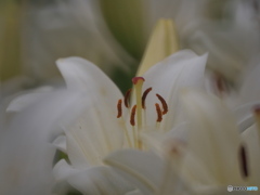 百合園 散策 ④