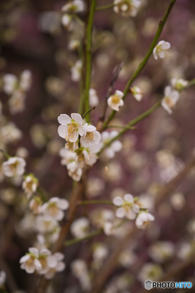 名城公園 梅まつり ②