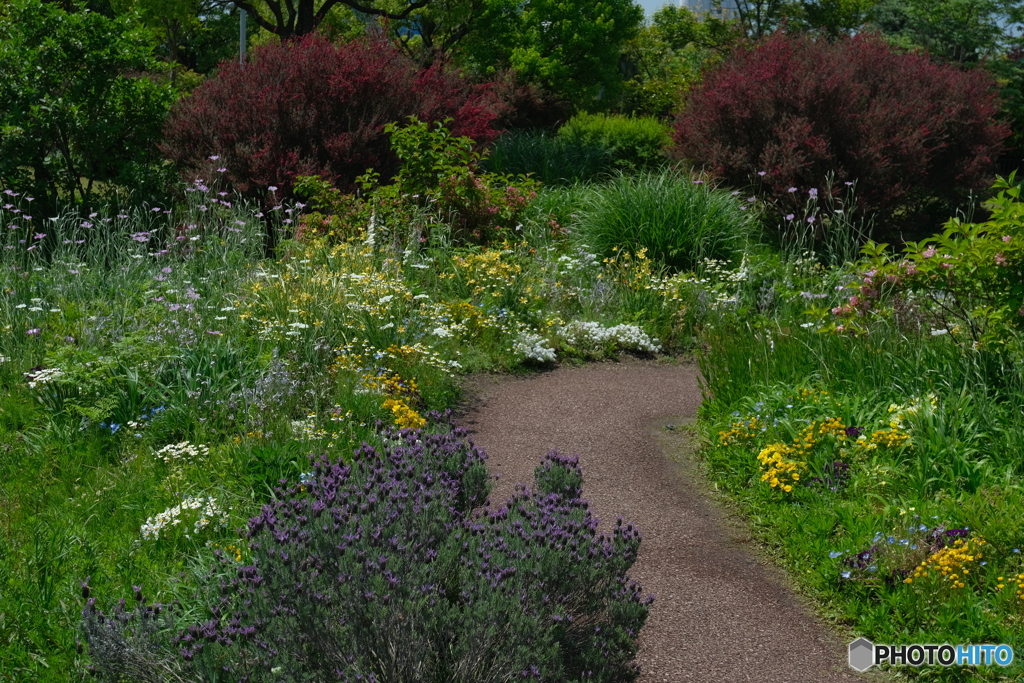 光あふれる庭 ⑧