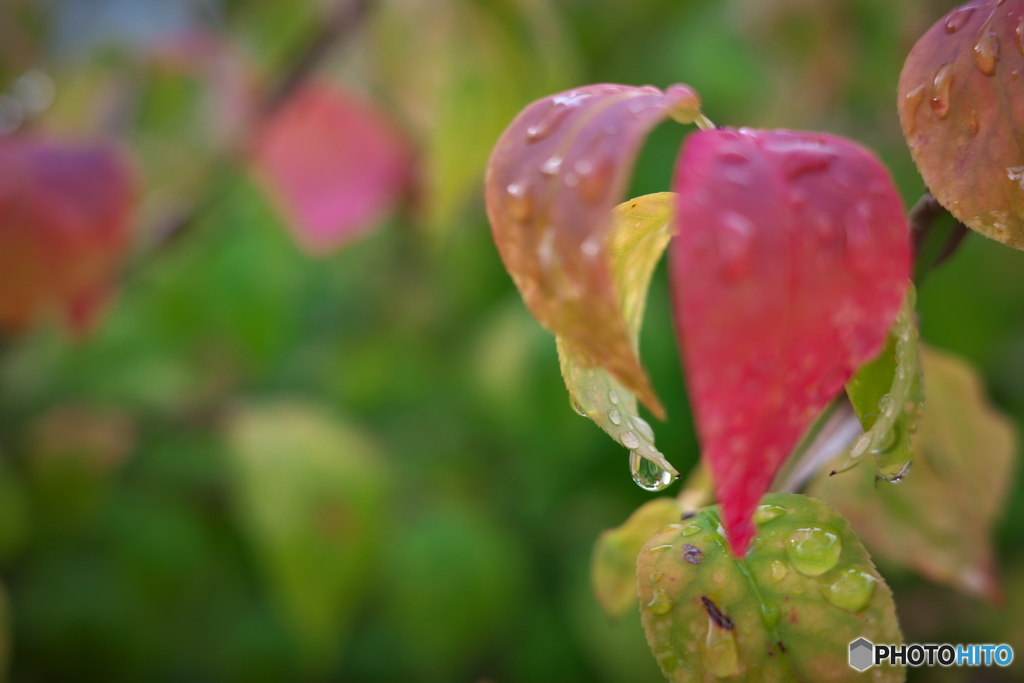 秋～雨上がりの散歩 ①