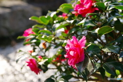 徳川園の春 2022 ④