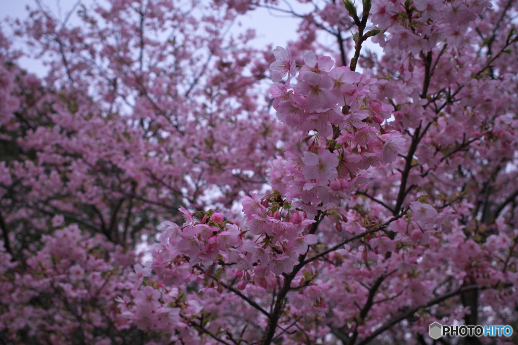 花曇り４
