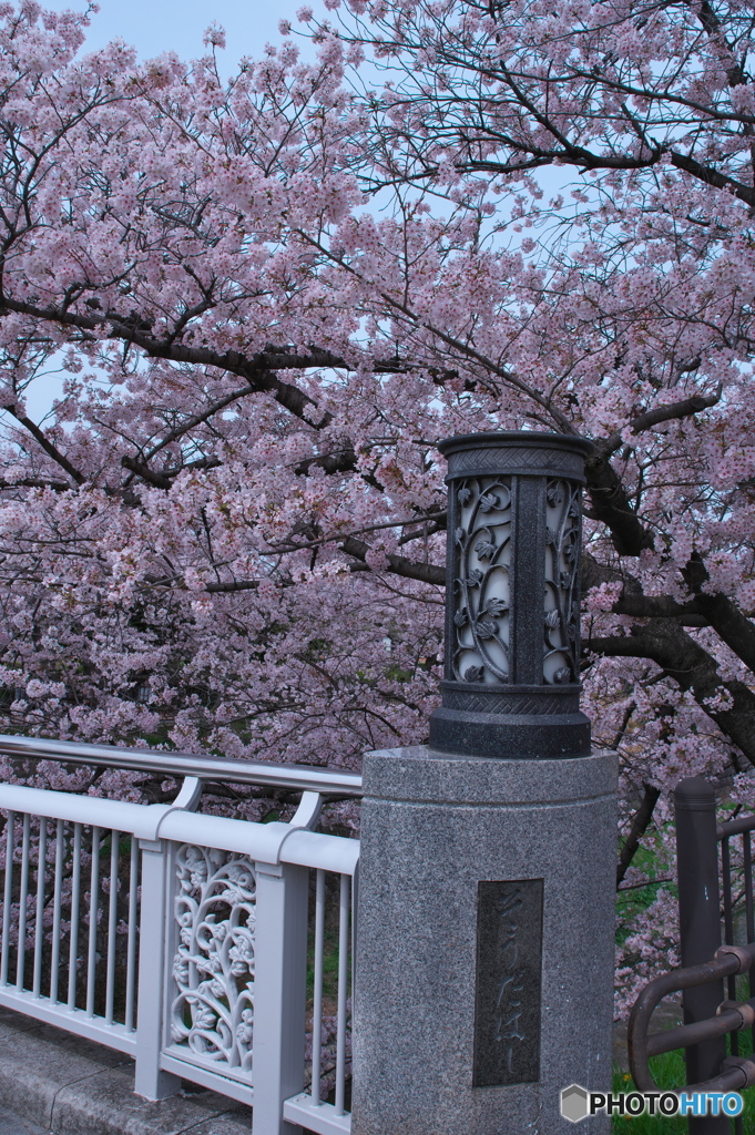 花見散歩 山崎川 ②