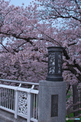 花見散歩 山崎川 ②