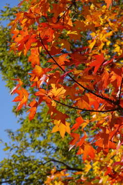 小幡緑地の紅葉２