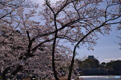 名古屋城 お堀の桜 ③