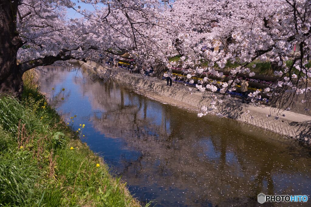 五条川散策 ④
