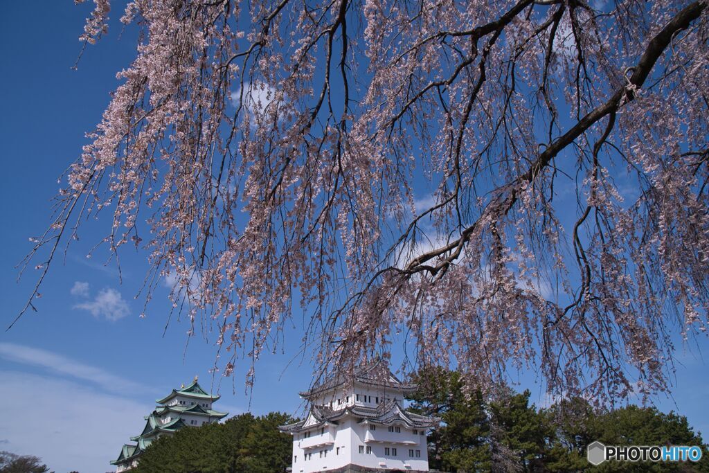 名古屋城 さくらまつり ③