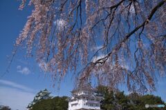 名古屋城 さくらまつり ③