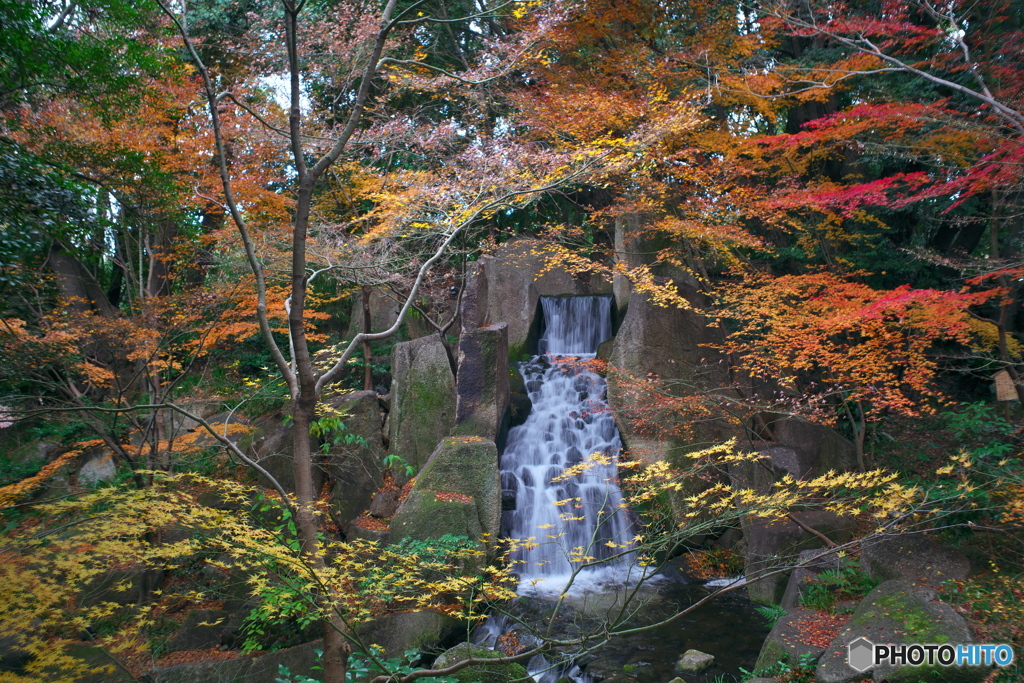 新春 名残りの紅葉 ②