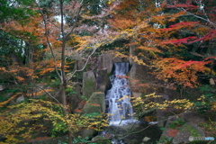 新春 名残りの紅葉 ②